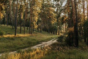 road in forest, autumn