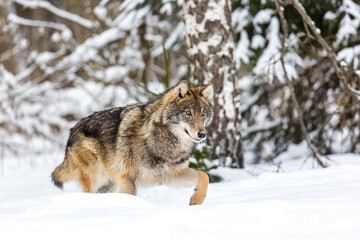 Wolf running outdoors in winter forest. European timber wolf Canis Lupus in natural habitat. Muzzle in snow. Wild life.