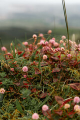 flowers in the grass