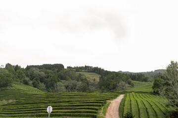 landscape with a field of tea