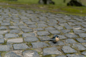 bird on the ground