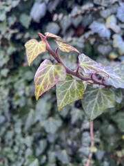 Green ivy leaves growing on a garden wall