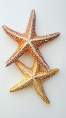 Starfish on White Background for Marine Life and Coastal Decor