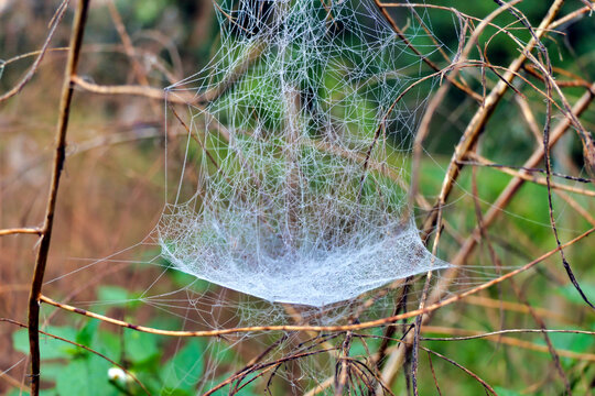Sparkling construction of the web of a Frontinella frutetorum spider (The Sheetweb Weaver), covered in droplets from the early morning dew
