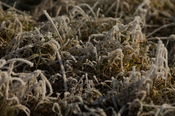 Close-Up of Frost Covered Plant. Beauty of plant covered in frost during a winter freeze. Icy crystals coat leaves and grass, creating stunning natural texture as soft, blurred background.