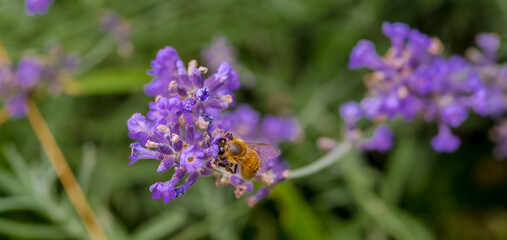 Pszczoła na fioletowym kwiecie lawendy syberyjskiej (Perovskia atriplicifolia) w letnim świetle dziennym. Pszczoła zbierająca nektar z kwiatu perowskiej w ogrodzie przy domu w letni poranek. © Grzegorz