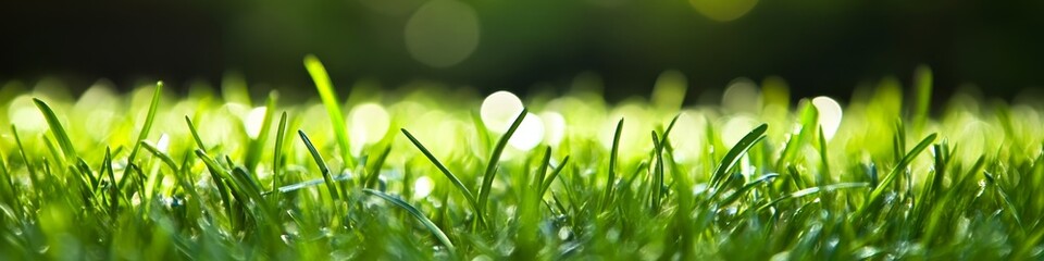 Fototapeta premium Close-up of lush green grass with a soft, blurred background highlighting nature's beauty.