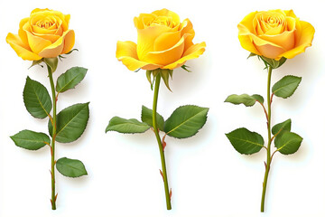 Three yellow roses with green leaves on a white background