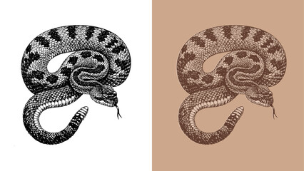 vintage rattlesnake etching engraving illustration