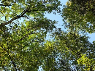 clear blue sky and treetops. shot of a clear blue sky surrounded by tree branches.