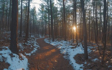 Naklejka premium Sunset path through snowy pine forest.