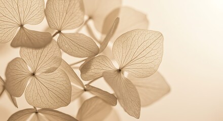Nature abstract of flower petals, beige transparent leaves with natural texture as natural background or wallpaper. Macro texture, neutral color aesthetic photo with veins of leaf, botanical design. 