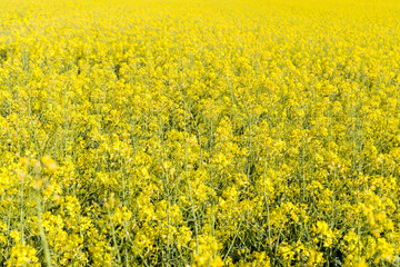Obraz premium Rapeseed field full of yellow colours