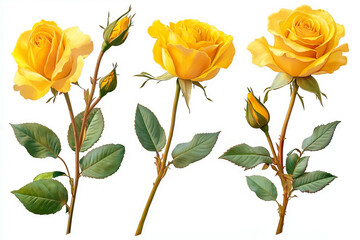 Three yellow roses with green leaves on a white background