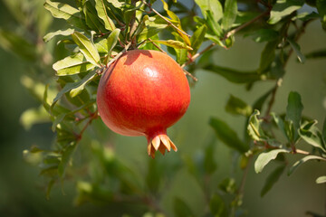 A Pomegranate in the Sunlight