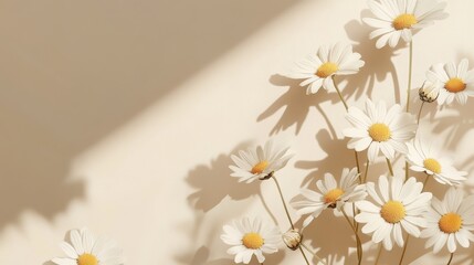 Delicate daisies in soft sunlight, creating a serene, minimalist aesthetic.