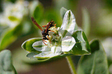 Wasp on the Euphorbia marginata, commonly known as snow on the mountain, smoke on the prairie, variegated spurge or whitemargined spurge. 
