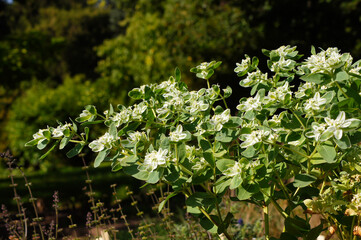 Euphorbia marginata, commonly known as snow on the mountain, smoke on the prairie, variegated spurge or whitemargined spurge. B.