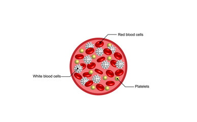 Blood Composition. Platelets, red blood (erythrocytes) and white blood cells (leukocytes). Vector educational illustration.