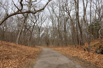 Autumn forest trail landscape leafless trees fallen leaves