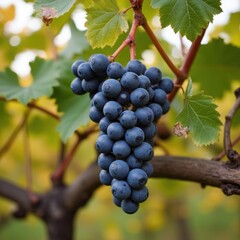 Fototapeta premium Autumnal Black Grape Cluster on the Vine