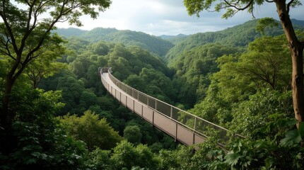 Obraz premium Rainforest Canopy Walkway Birds-Eye View