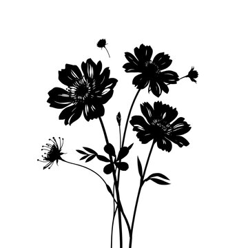 black cosmos flowers on white background clip art preview