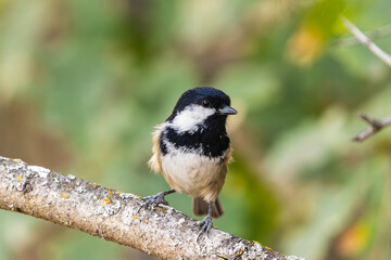 A bird perched on a branch covered with lichen and moss. Periparus ater.