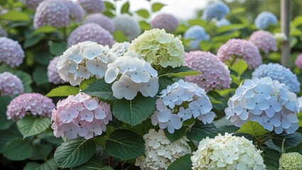 Dutch hydrangea nursery with vibrant blossoms display