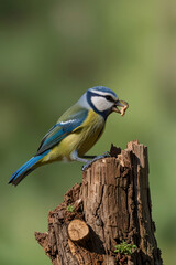 Fototapeta premium Eurasian blue tit taking off from stump with food in the beak, clean green background