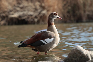 An Egyptian goose standing in water. Alopochen aegyptiaca