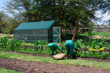 Farm workers harvesting a bean and corn crop, straw basket for vegetables, greenhouse in...