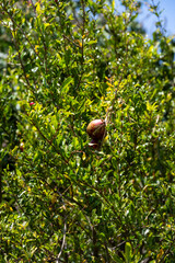 Closeup of fruit growing on a pomegranate tree on a farm orchard, healthy food full of nutrition, agriculture production on a community farm, Lewa, Kenya, Africa
