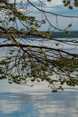 reflection of trees in water