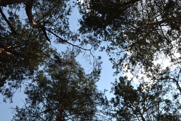 trees and sky