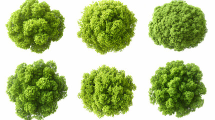 Overhead view: six lush green tree crowns isolated on white ai generated. Treetop. Illustration