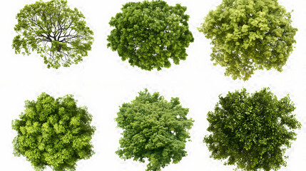 Six different tree canopies viewed from above isolated on transparent background png. Treetop. Illustration