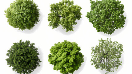 Six different tree canopies viewed from above isolated on transparent background png. Treetop. Illustration