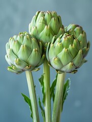 Fototapeta premium Three green artichokes are standing upright against a soft blue background. Concept of fresh vegetables. For food blogs or healthy eating promotions.