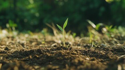 Close-up of a small green sprout emerging from dark soil in sunlight.
