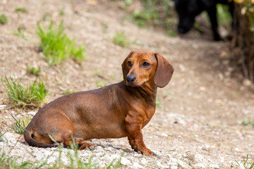 Red miniature dachshund dog portrait on natural background