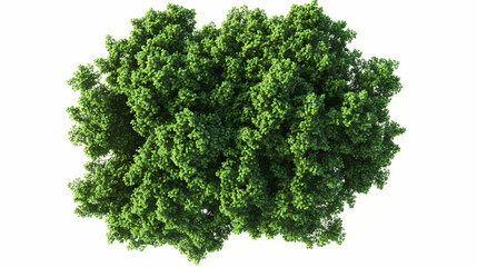 Fototapeta premium Green tree canopy isolated on white background, lush foliage perfect for design projects or compositing. Treetop. Illustration