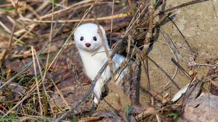 weasel in winter attire snowless winter