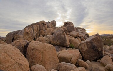 A sunny desert landscape featuring iconic Joshua trees, rocky boulders, dry vegetation, and a clear...