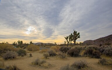 A sunny desert landscape featuring iconic Joshua trees, rocky boulders, dry vegetation, and a clear blue sky in the wilderness.