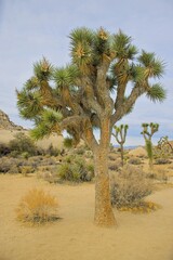 A sunny desert landscape featuring iconic Joshua trees, rocky boulders, dry vegetation, and a clear...