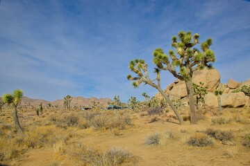 A sunny desert landscape featuring iconic Joshua trees, rocky boulders, dry vegetation, and a clear...