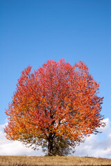 Vibrant Autumn Tree Under a Clear Blue Sky