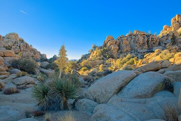 A sunny desert landscape featuring iconic Joshua trees, rocky boulders, dry vegetation, and a clear...