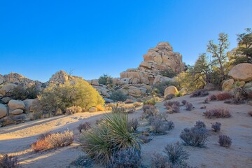 A sunny desert landscape featuring iconic Joshua trees, rocky boulders, dry vegetation, and a clear...